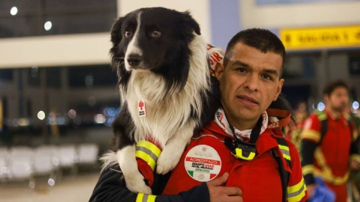 Ellos son los 16 perritos rescatistas de México que apoyarán en rescate de personas en Turquía