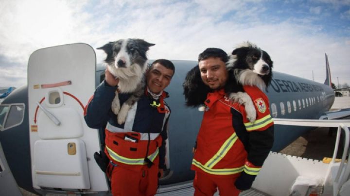 El perrito Balam fue envenenado, se aferró a la vida y ahora busca personas en Turquía