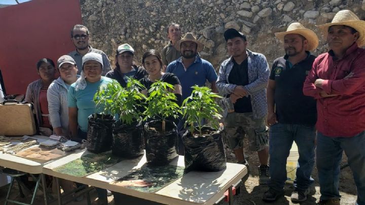 Este es el pueblo zapoteca de Oaxaca que se convirtió en la cuna del cannabis medicinal e industrial