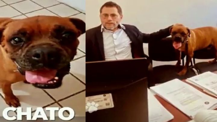 El Chato, primer perro mexicano en acudir a una audiencia en contra de su dueña por maltrato animal