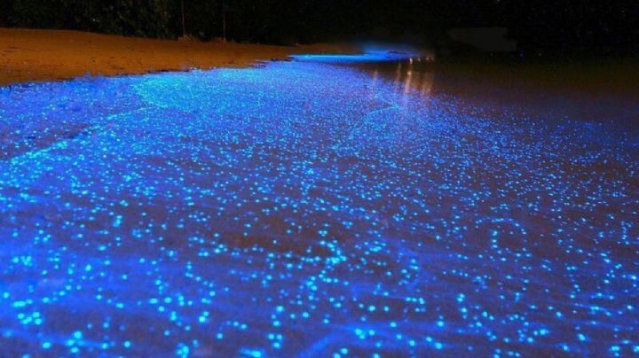 Bioluminiscencia en OAXACA: ¿Cuál es la mejor temporada para visitar la Laguna de Manialtepec?