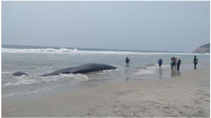 OAXACA | Ballena queda varada en Playa Chipehua y pobladores intentan ayudarla a regresar al mar