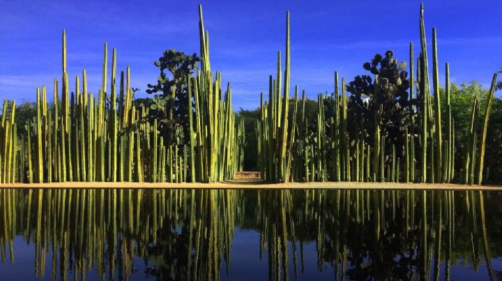 Jardín Etnobotánico de OAXACA: El paraíso en la ciudad ideal para celebrar el Día de las Madres