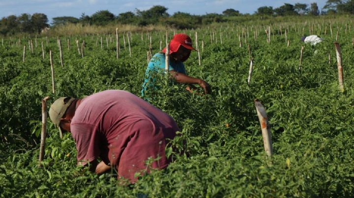 Ola de calor mata a un adolescente mientras trabajaba en OAXACA; investigan tres muertes más