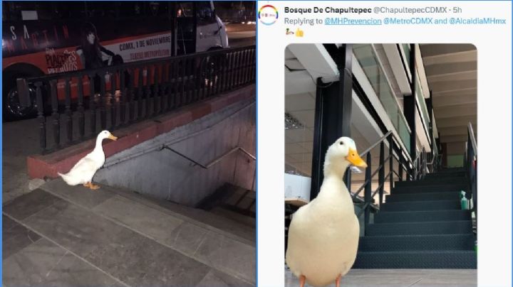 Pato se fuga del Lago de Chapultepec y lo detienen a la entrada del Metro