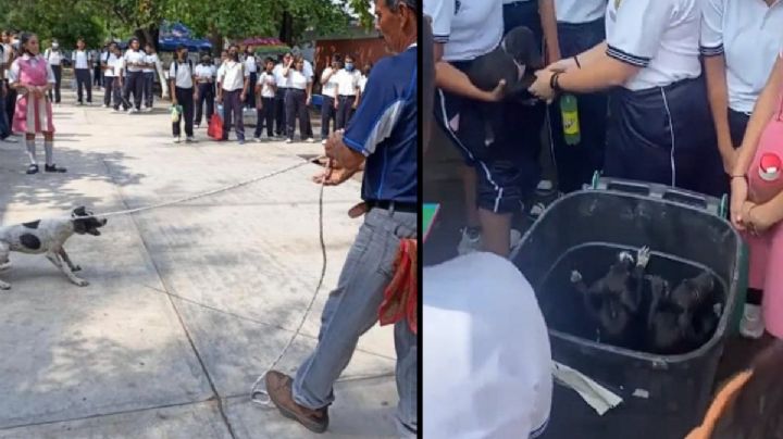 Secundaria de Juchitán señalada de crueldad contra perros; "los metieron a botes y desaparecieron"