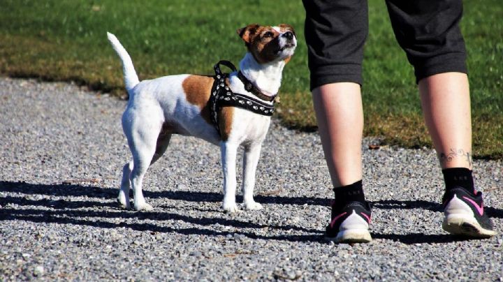 Parques Pet Friendly en OAXACA ideales para llevar a pasear a tu mascota