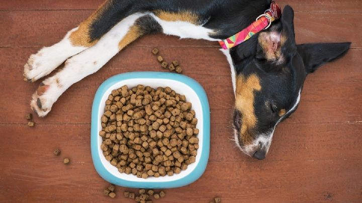 La peor marca de croquetas para perros reprobada por la Profeco por "corrientes"