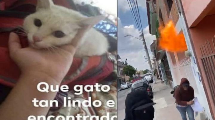 Nuevo caso de crueldad animal: Estudiante de Aguascalientes saca órganos a gato y lo sube a redes