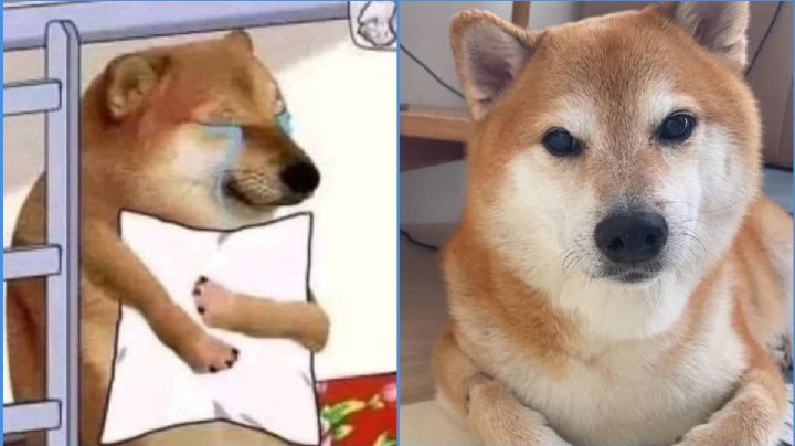 ‘Cheems' el perrito de los memes lucha por su vida: revelan que padece cáncer de pulmón