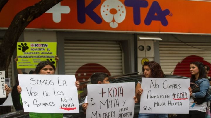 ¿Qué pasó con +Kota? Se declara en quiebra tras acumular miles de quejas por maltrato animal