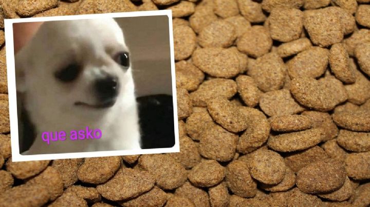 Croquetas baratas para perros que no pasaron la prueba de Profeco por "corrientes"