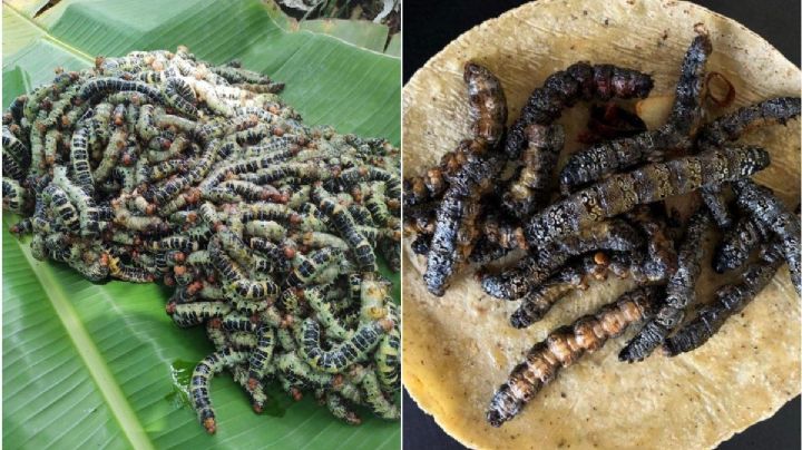 Cuetlas: Los gusanos de árbol que se comen en OAXACA; ¿te atreverías a probarlos?