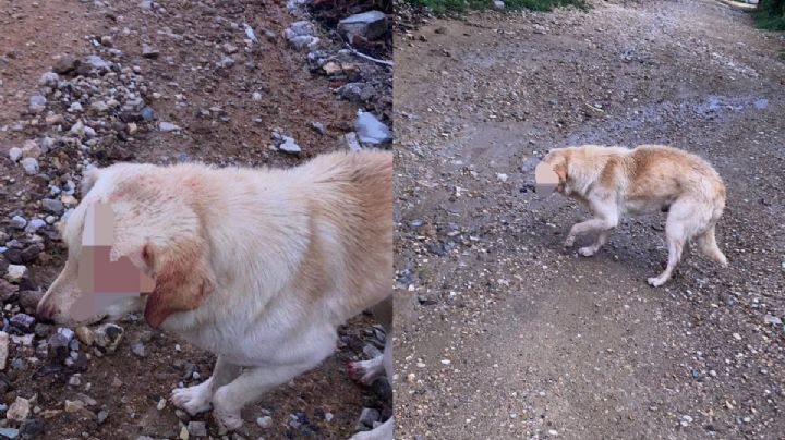 OAXACA | Hombre ataca a perro con un machete, vecinos lo someten y lo llevan ante la justicia