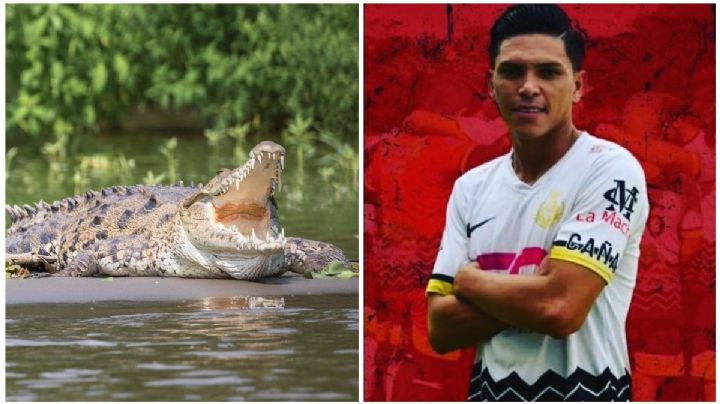 Imágenes Fuertes: Cocodrilo ataca y mata a futbolista que nadaba en lago de Costa Rica