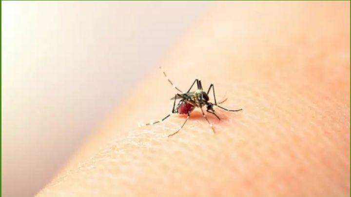 ¿Cómo es el mosco que transmite el dengue? Así lo puedes reconocer