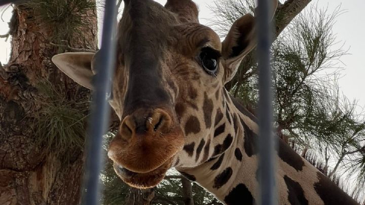 Jirafa Benito será trasladada a Africam Safari Puebla: ¿Cuándo?