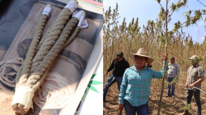 ¿Telas y jabones con Cannabis? Oaxaca ya está en ese proceso