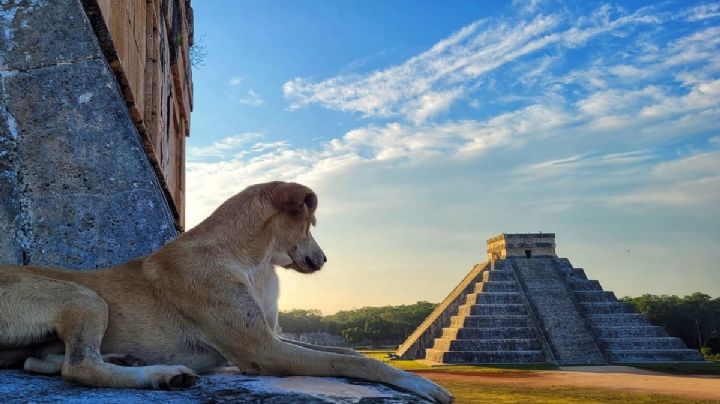 Ellos son "los perros guardianes" de Chichén Itzá que enamoran a las redes | FOTOS