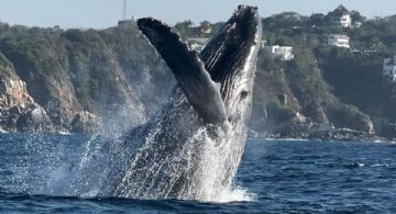 Temporada de ballenas en OAXACA 2025: ¿Cuáles son las playas perfectas para el avistamiento de los gigantes marinos?