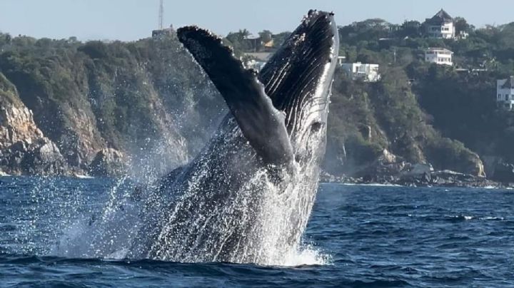 Temporada de ballenas en OAXACA 2025: ¿Cuáles son las playas perfectas para el avistamiento de los gigantes marinos?