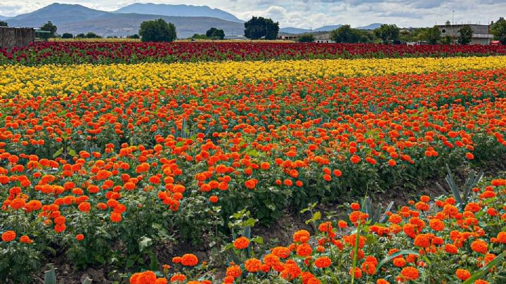 Feria de las Flores de los Muertos 2024: ¿Cuándo es y cómo llegar a solo 45 minutos de OAXACA?