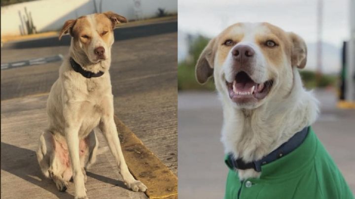 Mailo, el perro gasolinero: De ser abandonado a volverse una celebridad de OAXACA