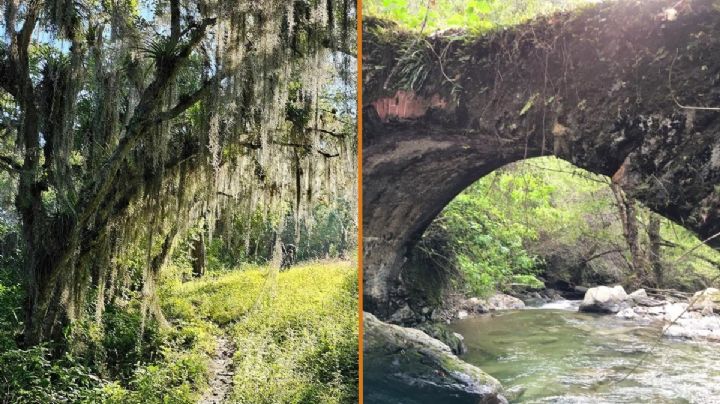 Bosques mesófilos en OAXACA, lugares sagrados que parecen sacados de un cuento de fantasía