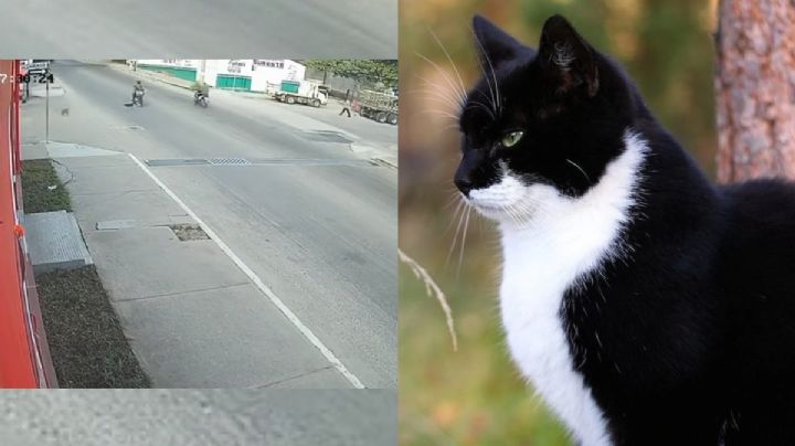 VIDEO | Gato embiste a motociclista y provoca accidente en Huatulco