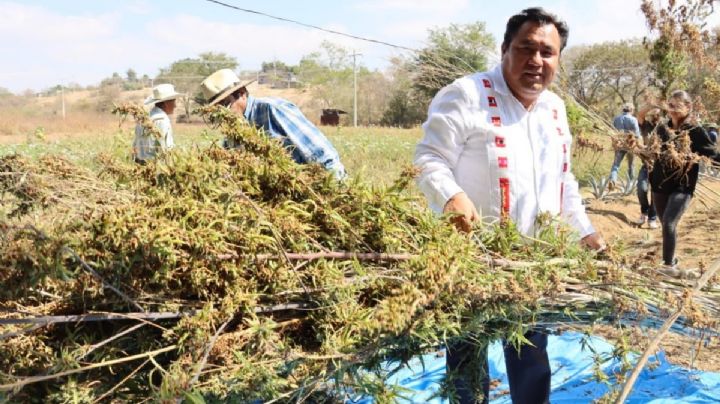 Cofepris niega haber entregado permisos para uso de cannabis en OAXACA