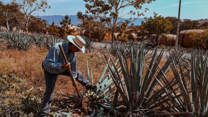 Fondo Agavero de OAXACA: ¿Qué es y cómo beneficiará a productores de mezcal?