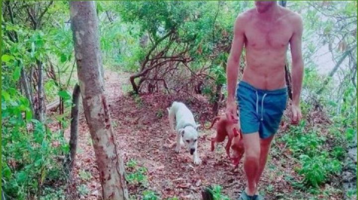 Niño es atacado en POCHUTLA por perros pitbull de un extranjero; fueron sacrificados