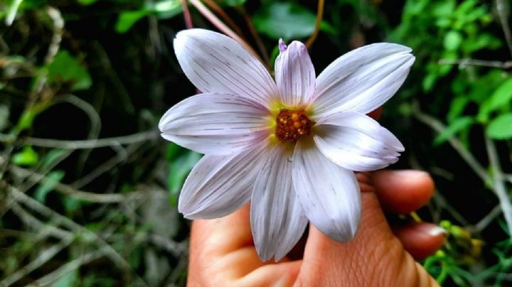 Científicos del IPN y la UNAM descubren nueva especie de la flor nacional de México en OAXACA