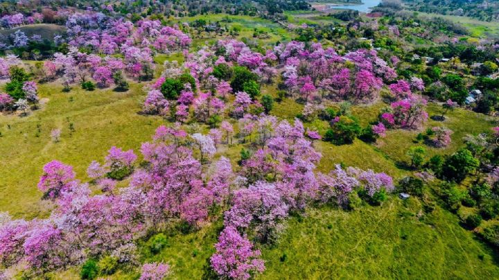 San Pedro Ixcatlán, el pueblo de OAXACA que parece un sueño por sus hermosos árboles de flores rosas