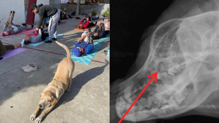 ¡Ayudemos a Toby! El perrito viral por hacer yoga en OAXACA necesita una cirugía dental