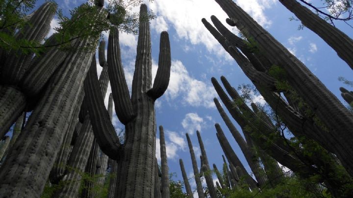 Estos son los secretos que oculta el "bosque de cactus enormes" que hay en OAXACA