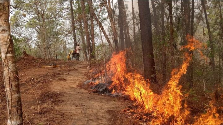 Emergencia en OAXACA: Coesfo reporta 9 incendios forestales activos en el estado