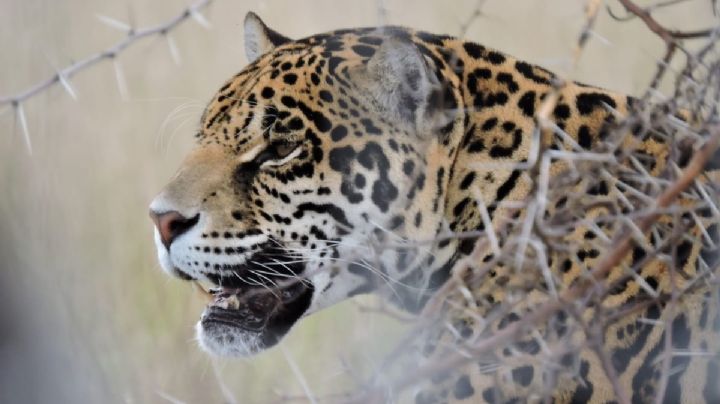 ¿Cómo llegar al Santuario del Jaguar en OAXACA? Conoce el templo que preserva esta especie