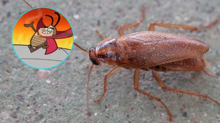 ¡Cuidado! Alertan por "súper" cucaracha resistente a varios tipos de pesticidas en México