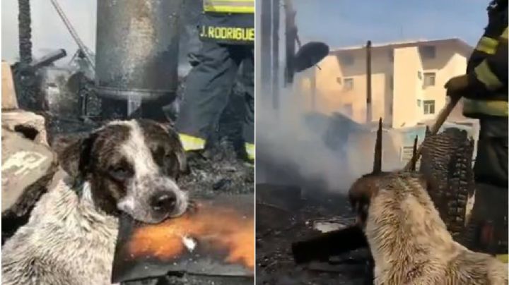 ¡Ay mi corazón! Perrito llora al ver su casa destruida en incendio | VIDEO