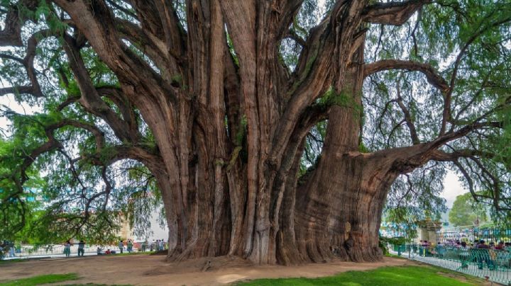 El Tule: El majestuoso árbol ancestral que es un ícono de OAXACA y debes visitar una vez en la vida