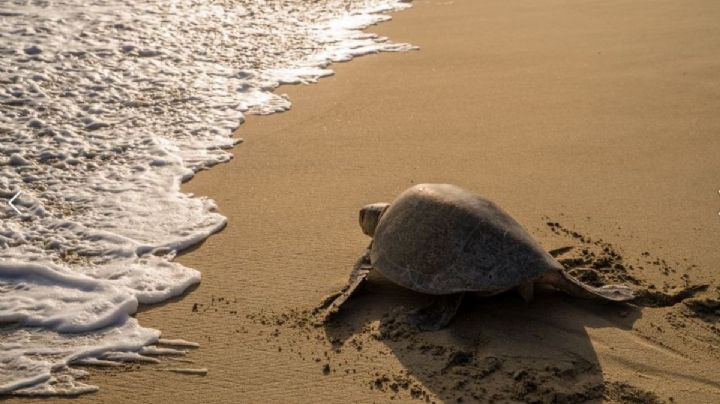 Liberación de tortugas en Puerto Escondido: ¿Cuánto cuesta asistir y dónde reservar?