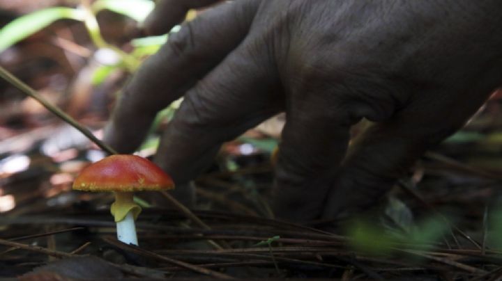 ¿Qué es 'Hongosto' y por qué se le dice así a la temporada de hongos en OAXACA?