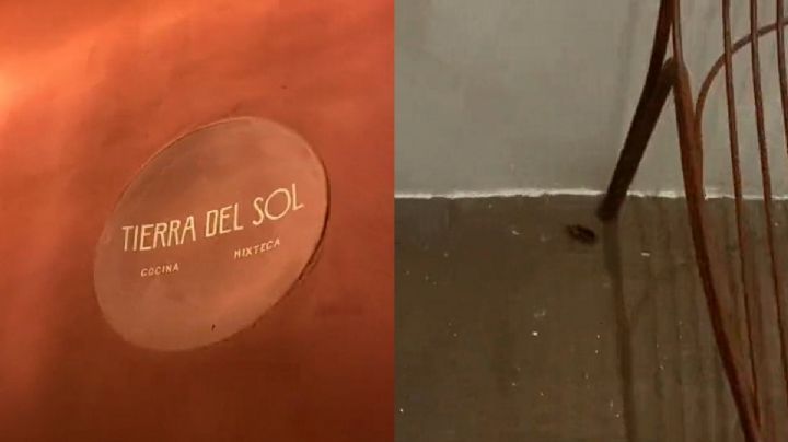 Tiktoker expone a restaurante Tierra de Sol por tener cucarachas tras aparecer en Guía Michelin