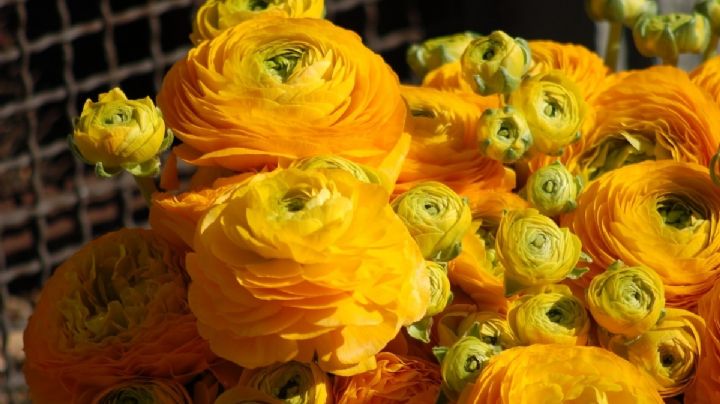 ¿Qué significa regalar flores amarillas el 21 de septiembre según el lenguaje de las flores?