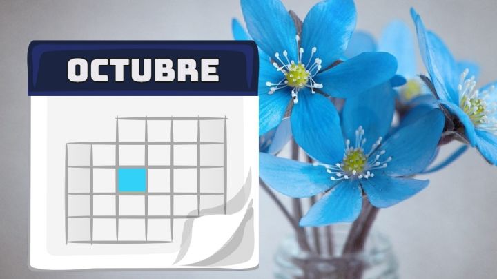 ¿Por qué en OCTUBRE 2024 se regalan flores azules?