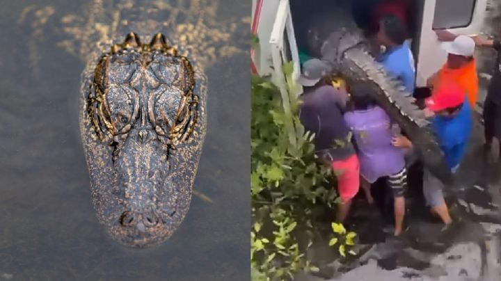 Capturan gigantesco cocodrilo en OAXACA: Alertan por su presencia en playas tras huracán John