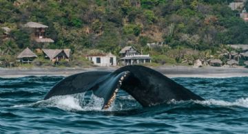 Temporada de ballenas en OAXACA 2025: ¿Cuándo es la mejor temporada para ver este espectáculo natura