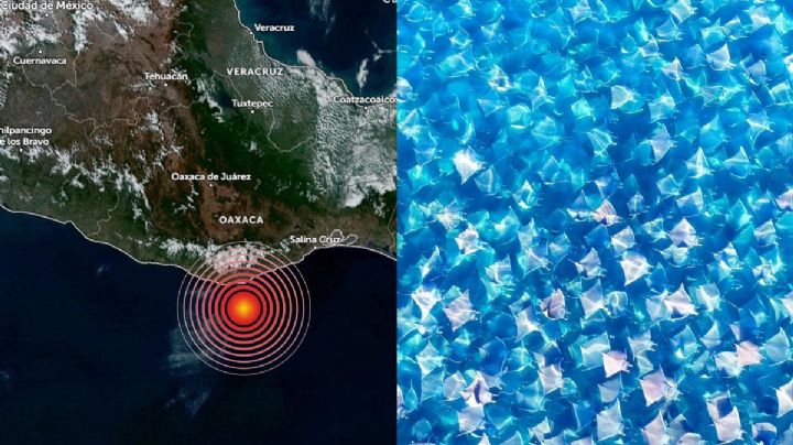 Cientos de mantarrayas fueron captadas agrupadas antes del sismo de hoy en OAXACA