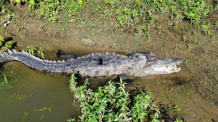 Captan a enorme cocodrilo en Río Grande, OAXACA; Protección Civil llama a evitar la zona